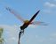 Trithemis annulata © Elvire Laurens