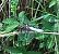 Libellula depressa © Elvire Laurens