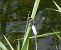 Libellula fulva © Elvire Laurens