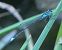 Ischnura elegans  - Fabio Angeli
