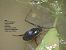 Coleoptera sp. © Giorgio Leoni
