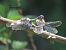 Southern Skimmer (Orthetrum brunneum) © Giorgio Leoni