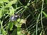 Southern White Admiral (Limenitis reducta) © Giorgio Leoni
