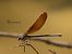 Calopteryx haemorrhoidalis © Giorgio Leoni