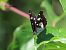 Limenitis reducta © Giorgio Leoni