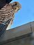Gheppio (Falco tinnunculus) © Walkerdine Susan