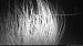 Istrice (Hystrix cristata) © Walkerdine Susan