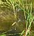 Lestes sponsa © Nicola Pilon