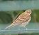Verzellino (Serinus serinus) © Angelo Pasqua