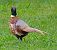Fagiano comune (Phasianus colchicus) © Angelo Pasqua