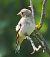 Cardellino (Carduelis carduelis) © Angelo Pasqua
