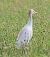 Airone guardabuoi (Ardea ibis) © Angelo Pasqua