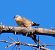 Picchio muratore (Sitta europaea) © Angelo Pasqua