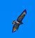 Poiana (Buteo buteo) © Angelo Pasqua