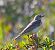Spioncello (Anthus spinoletta) © Angelo Pasqua