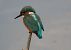 Martin pescatore (Alcedo atthis) © Roberto Boscaini