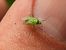Lygocoris pabulinus © Mirko Tomasi