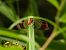 Sympetrum pedemontanum © Mirko Tomasi