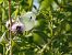 Pieris rapae © Maria Rita Gelso