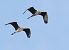 Airone cenerino (Ardea cinerea) © Horand Maier