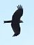 Nibbio bruno (Milvus migrans) © Horand Maier