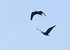 Ibis eremita (Geronticus eremita) © Horand Maier