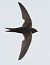 Rondone comune (Apus apus) © Horand Maier