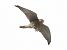 Gheppio (Falco tinnunculus) © Horand Maier
