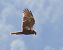 Falco di palude (Circus aeruginosus) © Horand Maier