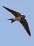 Rondine (Hirundo rustica) © Horand Maier