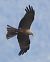 Nibbio bruno (Milvus migrans) © Horand Maier