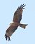 Nibbio reale (Milvus milvus) © Horand Maier
