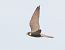 Lodolaio (Falco subbuteo) © Horand Maier