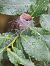 Capinera (Sylvia atricapilla) © Horand Maier