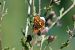 Melitaea athalia © Massimo Maldifassi