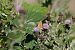 Lycaena virgaureae © Massimo Maldifassi