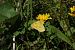 Colias crocea © Massimo Maldifassi