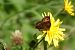 Erebia ligea © Massimo Maldifassi