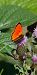 Lycaena virgaureae  - Massimo Maldifassi