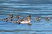 Smergo maggiore (Mergus merganser) © Marco Esposito