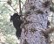 Scoiattolo meridionale (Sciurus meridionalis) © Gianluca Congi