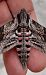 Heterocera sp.  - Michele Lamberti