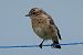 Stiaccino (Saxicola rubetra) © Filippo Ferraioli