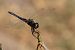 Selysiothemis nigra  - Lorenzo Dalla Libera