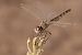 Selysiothemis nigra © Lorenzo Dalla Libera
