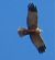 Falco di palude (Circus aeruginosus) © Annalisa Sutto