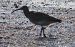Chiurlo piccolo (Numenius phaeopus) © Annalisa Sutto