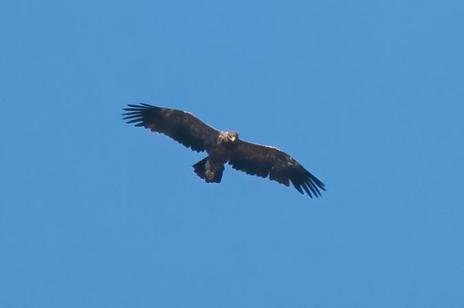 Aquila anatraia minore  - Moreno Nalin