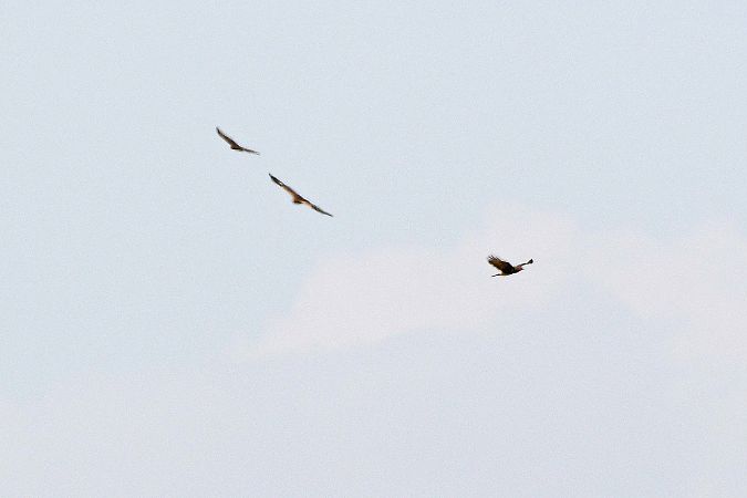Aquila anatraia minore  - Alfio Sala