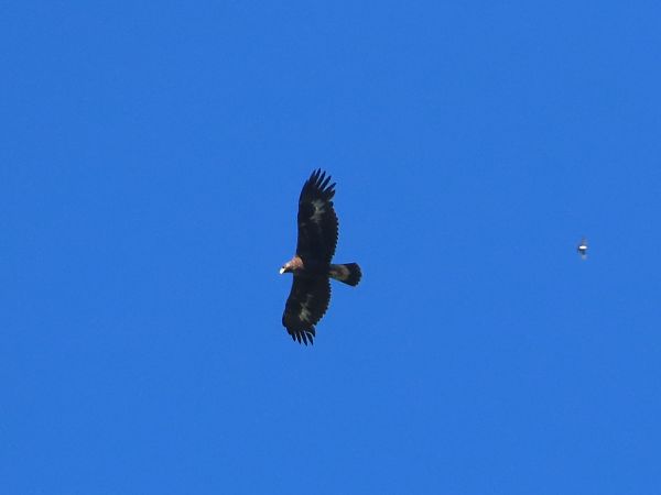 Aquila reale  - Donatella Rottichieri